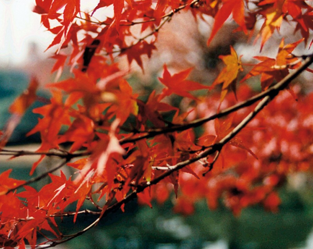 Red Leafes Other Therapeutic Areas